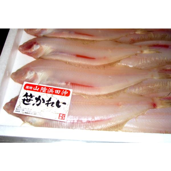 名称：笹カレイ一夜干し原材料：笹カレイ（山陰香住産）規格：1箱/9〜/13尾1尾のサイズ：23cm・100g前後（10尾）干物　豊洲市場　天然　国産　干物　一夜干し　築地イストマーケット　イストマーケット