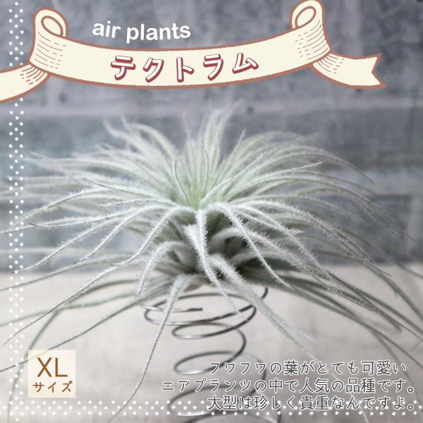 エアプランツ チランジア テクトラム Xlサイズ 1個 送料無料 Air 野菜苗 植物 青果物販売のitanse 通販 Yahoo ショッピング