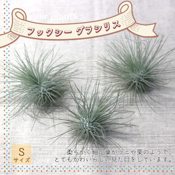エアプランツ　フックシー・グラシリス