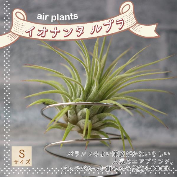 ITANSE エアプランツ チランジア イオナンタ ルブラ Sサイズ 1個 送料