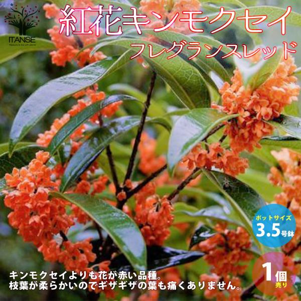 発送むり！金木犀フレグランスレッドの大苗木１つ。 ITANSE 紅花キンモクセイ フレグランスレッド 庭木 3.5号ポット