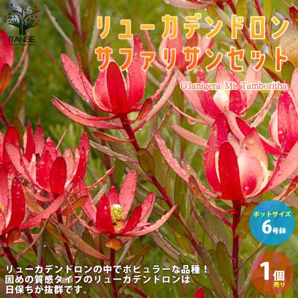 ITANSE リューカデンドロン サファリサンセット 庭木 花木苗 6号鉢 1個