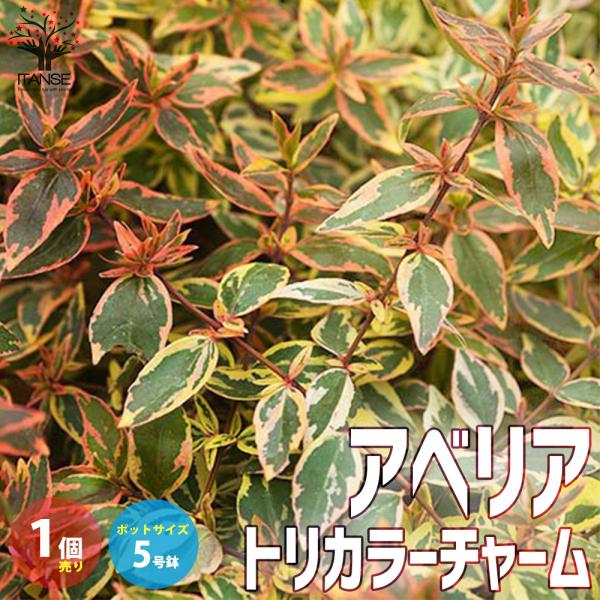 ITANSE アベリア・トリカラーチャーム 庭木 カラーリーフ・低木 5号ポット苗 1個売り 植木 花木 観賞用 プレゼント 贈答 送料無料 イタンセ公式