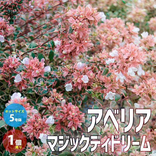 ITANSE アベリア・マジックデイドリーム 庭木 カラーリーフ・低木 5号ポット苗 1個売り 植木 花木 観賞用 プレゼント 贈答 送料無料 イタンセ公式