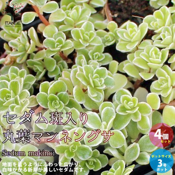 ITANSE セダム ・斑入り丸葉マンネングサ 花苗 多肉植物/グランド