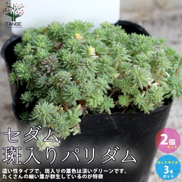 ITANSE セダム・斑入りパリダム 多肉植物 グランドカバー 3号ポット苗