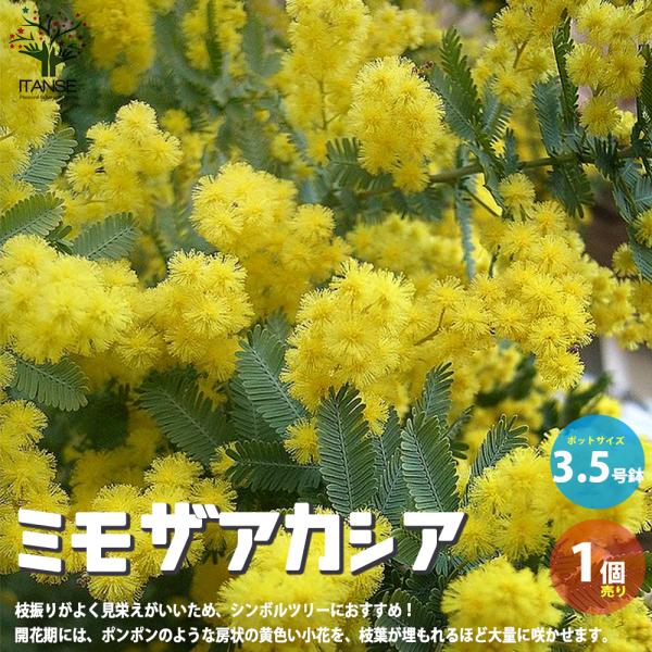 ミモザアカシアは、別名「ギンヨウアカシア」や「ハナアカシア」とも呼ばれる常緑高木で、オーストラリア南西部原産です。生長すると4〜10mにまで育ち、枝振りがよく見栄えがいいため、シンボルツリーや公園樹、街路樹として古くから利用されてきました。...