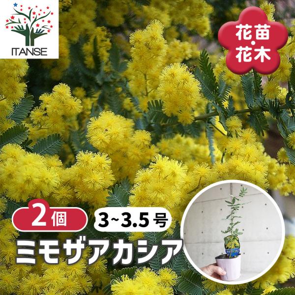ITANSE ミモザアカシア (ギンヨウアカシア) 庭木 3〜4号ポット苗