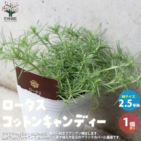 ITANSE ロータス・コットンキャンディー 花苗 2.5号ロングポット苗 1個売り 花苗 花の苗 イングリッシュガーデン フラワーガーデン 送料無料 イタンセ公式