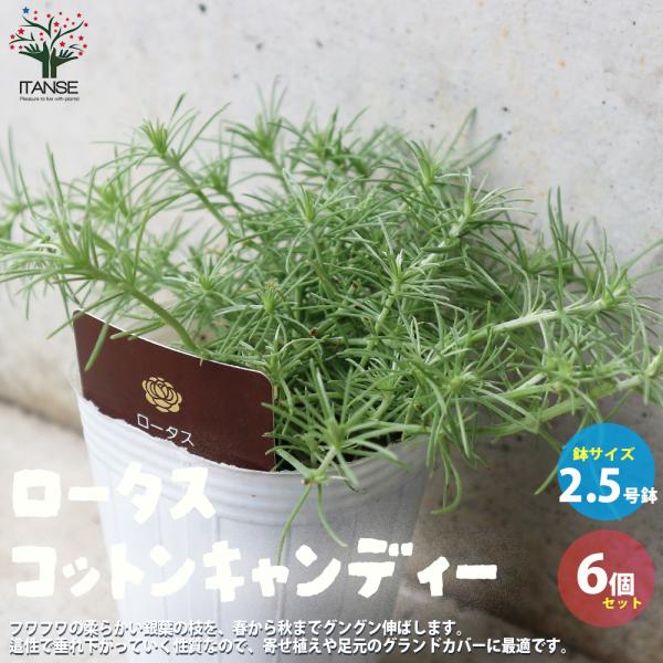 ITANSE ロータス・コットンキャンディー 花苗 2.5号ロングポット苗 お買い得6個セット 花苗 花の苗 ガーデニング フラワーガーデン 送料無料 イタンセ公式