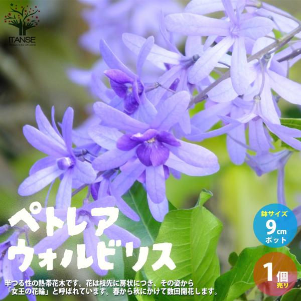 ITANSE ペトレア ・ヴォルビリス 花苗 9cmポット苗 1個売り 花苗 花の苗 ガーデニング フラワーガーデン 送料無料 イタンセ公式