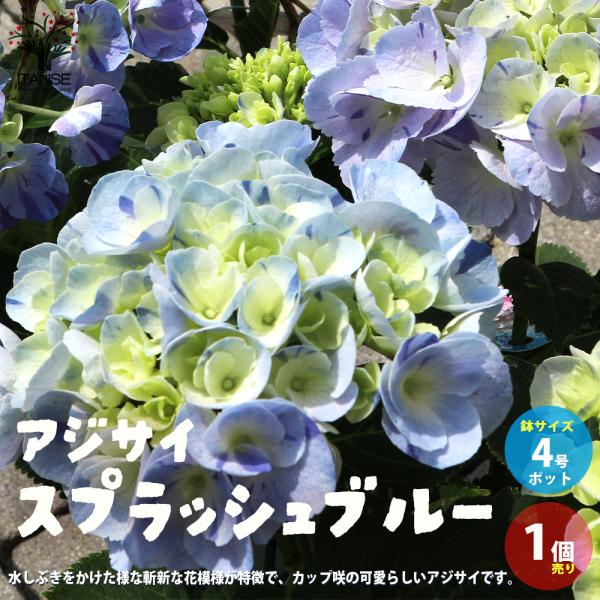アジサイ苗 楽天市場】【現品発送・花芽付き】【屋外管理苗】アジサイ（紫陽花