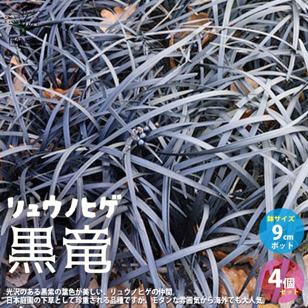 ITANSE 黒竜(コクリュウ) 竜の髭 花苗 カラーリーフ 9cmポット