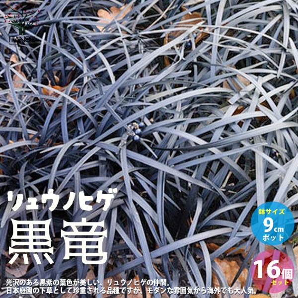 ITANSE 黒竜(コクリュウ) 竜の髭 花苗 カラーリーフ 9cmポット 