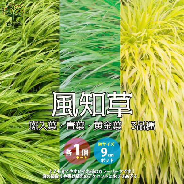No.46 斑入り風知草根洗い ITANSE 風知草(フウチソウ) 3品種(斑入り葉・青葉・黄金葉)各1個