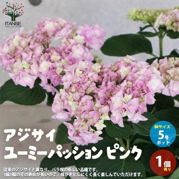 ITANSE アジサイ ユーミーパッション ピンク 花苗 5号鉢 1個売り 花苗 花の苗 イングリッシュガーデン フラワーガーデン 送料無料 イタンセ公式