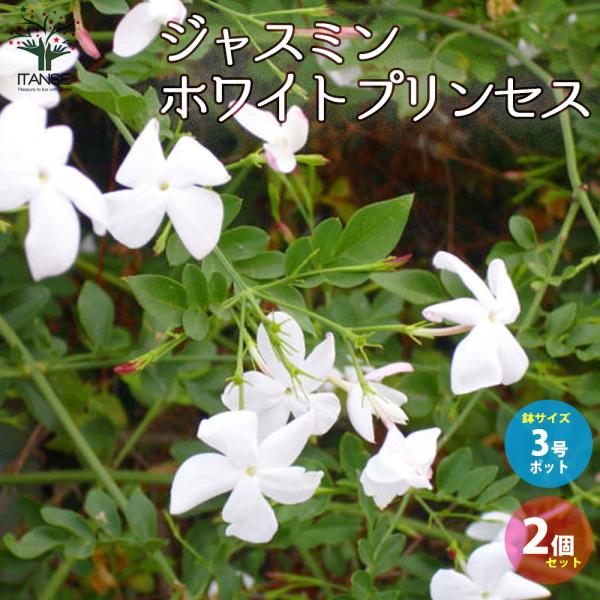 ITANSE ジャスミン・ホワイトプリンセス 庭木 3号ポット ITANSE ジャスミン・ホワイトプリンセス 庭木 3号ポット