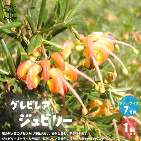 ITANSE グレビレア ・ジュビリー 庭木 7号鉢大苗 1個売り 植木 花木