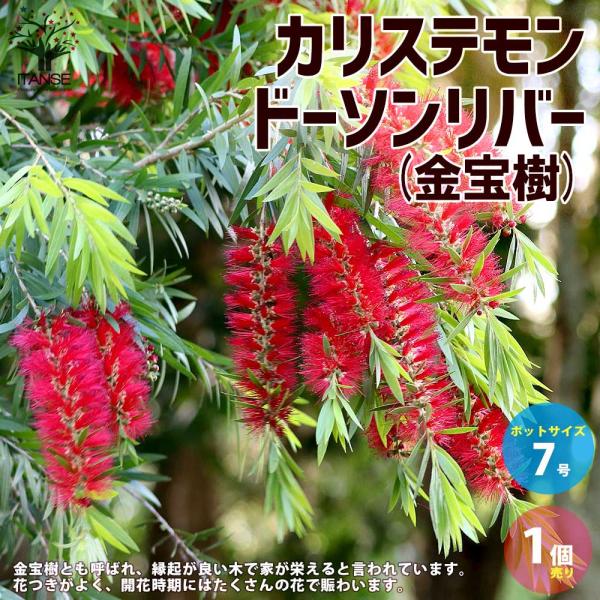 特大。カリステモン ドーソンリバー2.7M(鉢底から) itanse_han01424