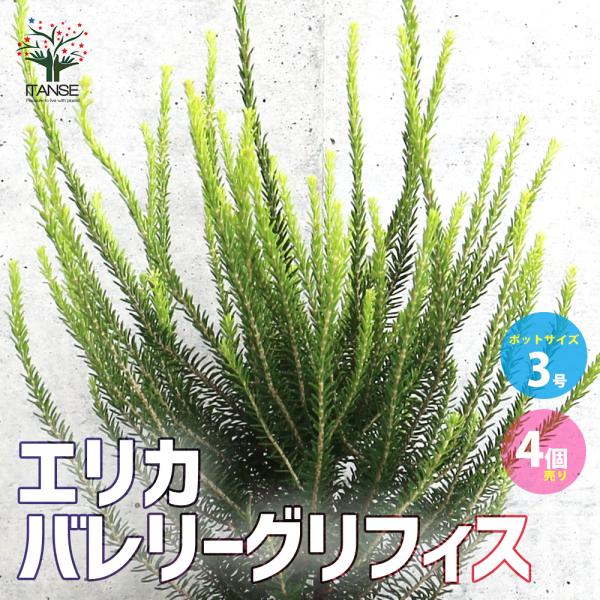 バレリーグリフィスは、イエローゴールドの葉色が美しいエリカです。葉は、低温にあたると一層黄金葉になり、より美しくなります。夏頃には、淡いピンク〜白色の小さい花を咲かせます。星屑のような葉も見応えがあり、花が無い時期でも美しいカラーリーフとし...