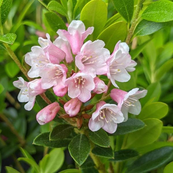 もみじコレクション6 ジョーダン 接木苗 6号鉢 5年物 全長100cm もみじ