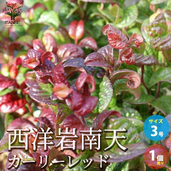 カーリーレッドは艶のある葉がくるんとカールするかわいい品種です。気温が10度以下になると紅く紅葉し、緑とのコントラストが際立ちます。暑さ、寒さに強く日向から半日陰で栽培でき、グランドカバーや植え込みの前面などにも良いです。丈夫で病害虫にも強...
