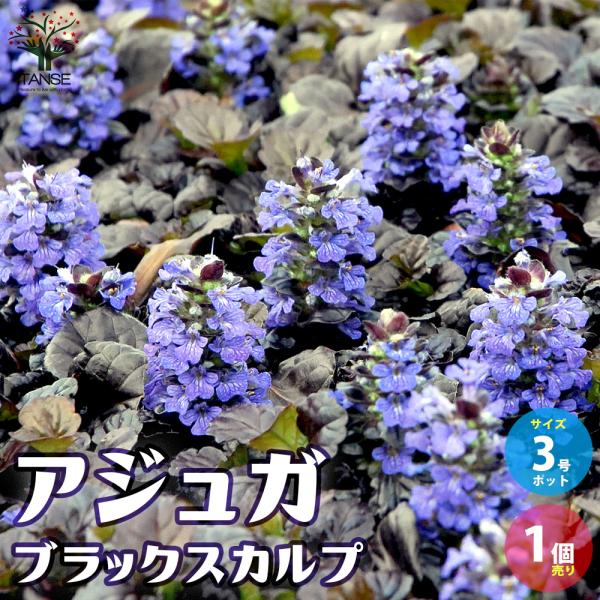 ITANSE アジュガ ブラックスカルプ(ブラックスカロップ) 花苗 3号