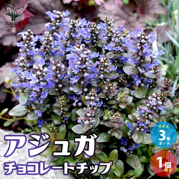 アジュガ苗　確認用 61noU4aZkLL._AC_UF1000,