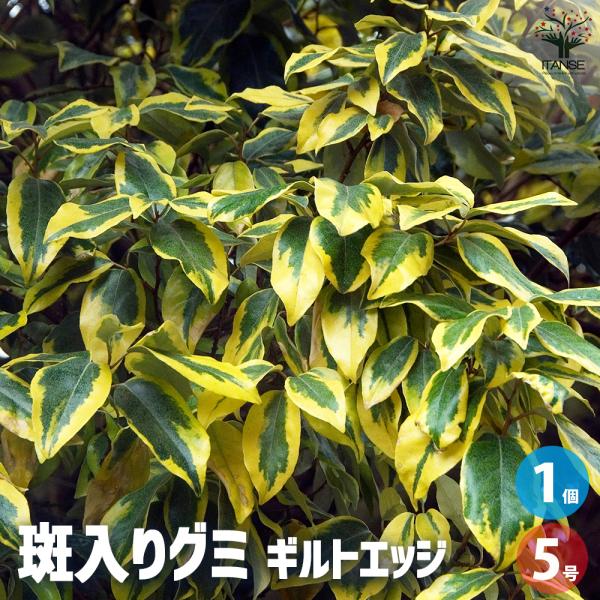 斑入りグミ ギルトエッジ 花木苗 5号ポット/1個売り 斑入りグミ ギルトエッジ ギルドエッジ ナワシログミ 苗代茱萸 エビンゲイグミ カングミ