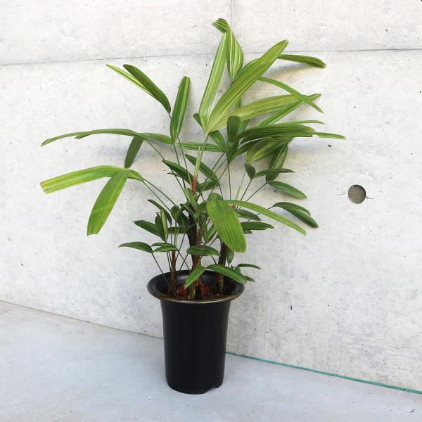 観葉植物 観音竹 カンノンチク 綾錦　開運招福　縁起 ITANSE 観音竹(カンノンチク) 綾錦 観葉植物 5号鉢 リビングやオフィス