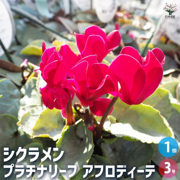 ITANSE シクラメン プラチナリーフ・アフロディーテ 花苗 3号ポット 1