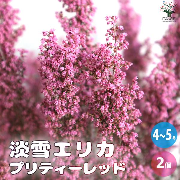 【エリカについて】エリカは、枝から直接花が咲く、少し変わった花木です。原産地はヨーロッパからアフリカまで広く、原産地によって、耐寒性や開花期などに違いがあります。樹木の形や、枝に直接咲く花姿から、クリスマスツリーにも使われています。種類によ...