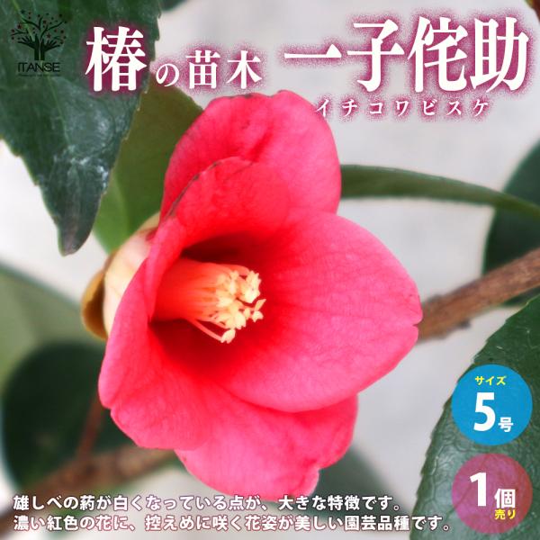 【椿の特徴】 ツバキは古くから親しまれている、日本を代表する花木のひとつです。 春に咲く品種が多く、花色は多彩で鮮やかです。 常緑の葉にはツヤがあり、古くから日本の神事などにも使われてきました。 分布する地域によって様々な種が存在し、九州〜...