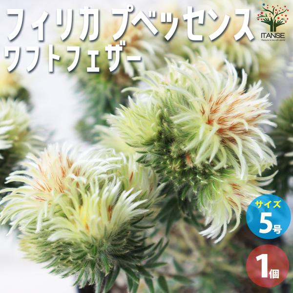 ITANSE フィリカ プベッセンス ワフトフェザー 花苗 5号鉢 1個売り 花