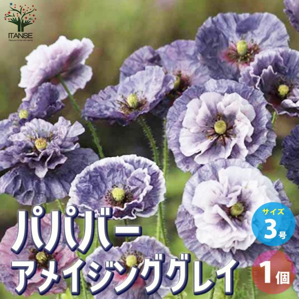 ITANSE パパバー アメイジンググレイ 花苗 3号ポット 1個売り 花の苗