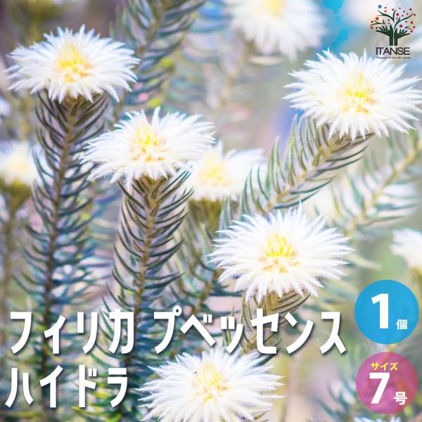 ①*ஐ流通が少ない希少種*ஐフィリカ・苗木【フィリカプベッセンス・ハイドラ】6号 園芸ネット本店｜フィリカ プベッセンス：ハイドラ 6号鉢植え の通販