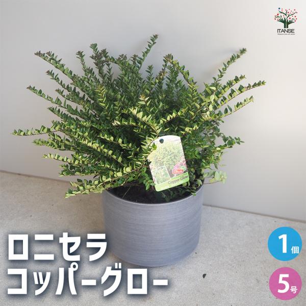 ITANSE ロニセラ ニティダ ガーデンクラウド コッパーグロー 花苗 5号