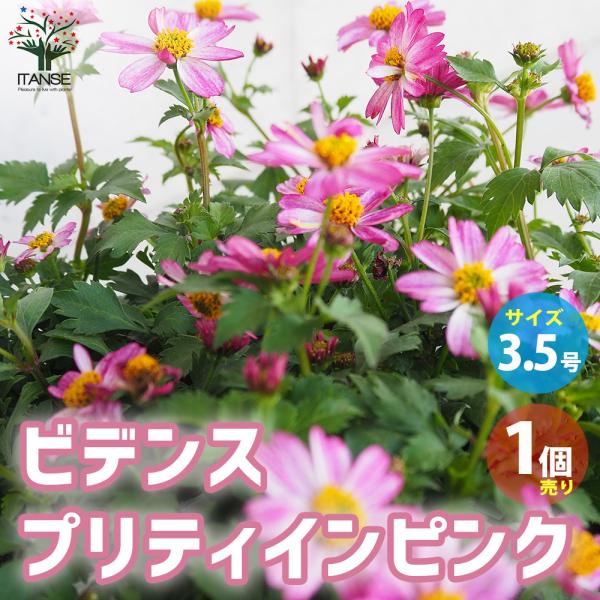 カット苗✨プリティインピンク錦♥️ itanse_han02700