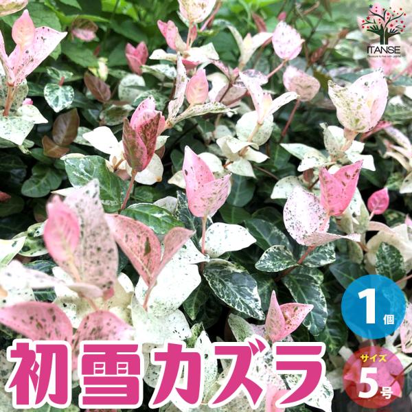 Amazon | ハツユキカズラ（初雪カズラ） 【20Potセット】 下草苗