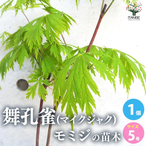 ITANSE モミジ(カエデ)の苗木 品種：舞孔雀(マイクジャク) 庭木 接木苗 5号鉢 1個売り 植木 花木 観賞用 プレゼント 送料無料 イタンセ公式