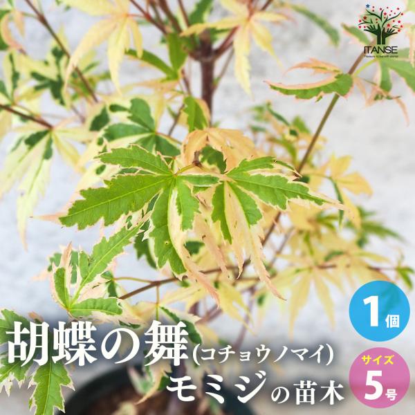 ITANSE モミジ(カエデ)の苗木 品種：胡蝶の舞(コチョウノマイ) 庭木 接木苗 5号鉢 1個売り 植木 花木 観賞用 プレゼント 送料無料 イタンセ公式