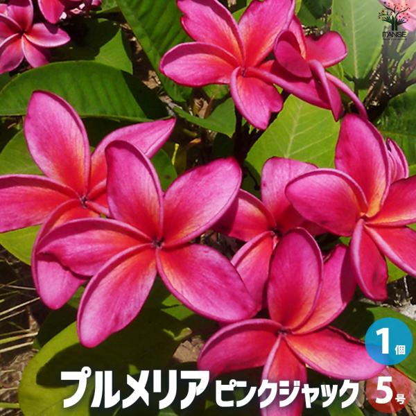 ITANSE プルメリア苗木 品種：ピンクジャック 花苗 5号鉢/1個売り