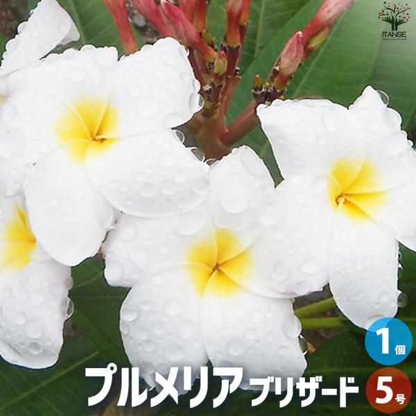 ITANSE プルメリア苗木 品種：ブリザード 花苗 5号鉢/1個売り