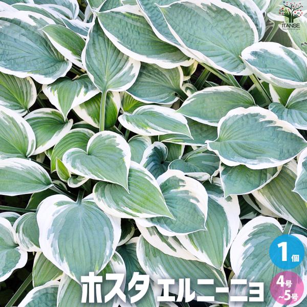 ITANSE ホスタ エルニーニョ 花苗 4〜5号ポット/1個売り 宿根草 Hosta ギボウシ 擬宝珠 シェードガーデン イタンセ公式