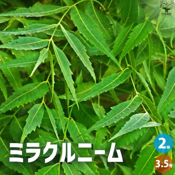 ITANSE ニームの木 ミラクルニーム 花苗 3.5〜4号ポット/お買い得2個セット 花の苗 花木苗 忌避ハーブ ハーブ ニーム イタンセ公式