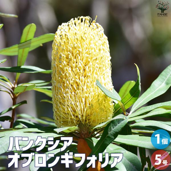 ITANSE バンクシア オブロンギフォリア 庭木 5号鉢/1個売り ドワーフ