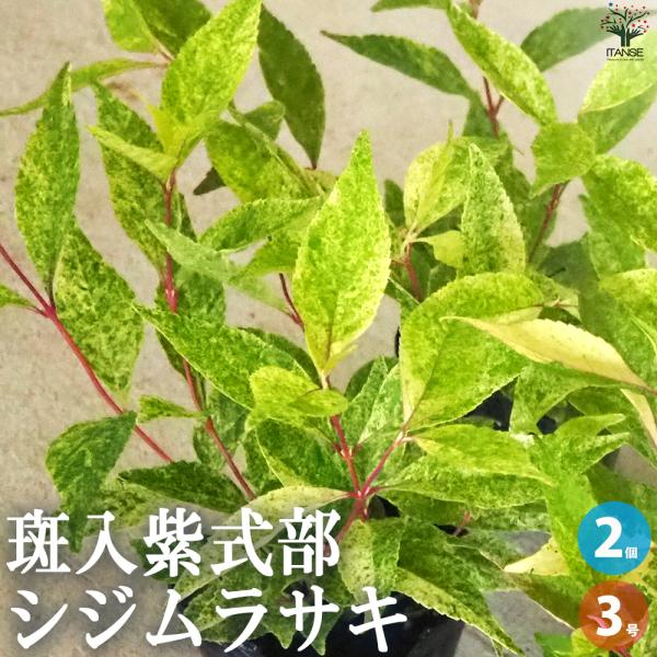 ITANSE 斑入紫式部 花苗 3号ポット/お買い得2個セット 紫々紫 ムラサキシキブ ガーデニング イタンセ公式
