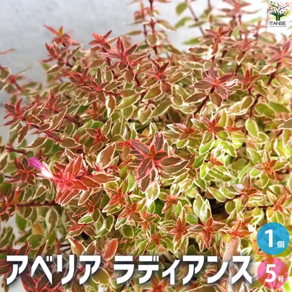 ITANSE アベリア ラディアンス 庭木 5号ポット/1個売り 花の苗 スイカズラ ガーデニング 庭木 植木 花木  イタンセ公式