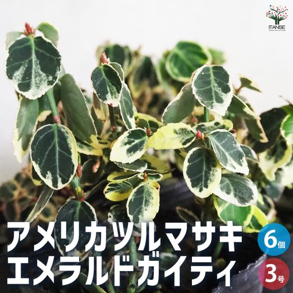 ITANSE アメリカツルマサキ エメラルドガイティ 花苗 3号ポット