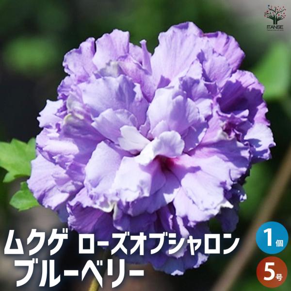 ITANSE ムクゲ ブルーベリー 花苗 5号/1個売り ローズオブシャロン